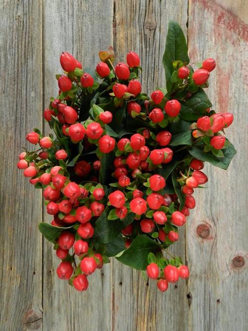 MAGICAL TRIUMPH  RED HYPERICUM